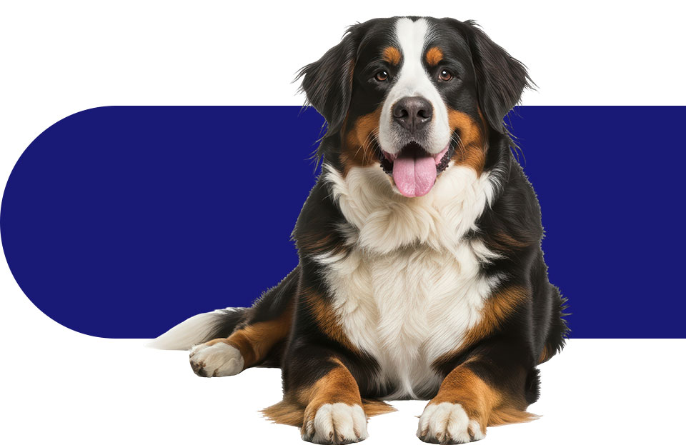 Educatrice et comportementaliste canine à domicile près de Lyon