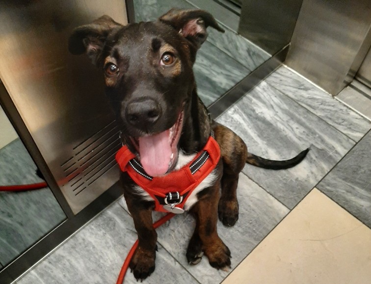 Educatrice et comportementaliste canine à domicile près de Lyon